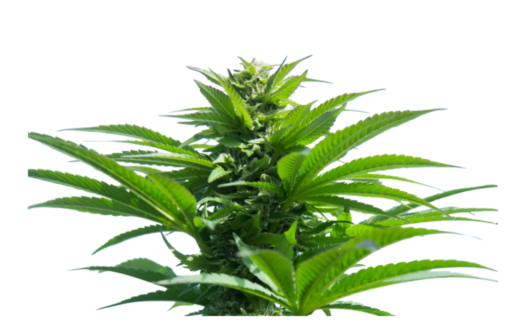 Northern Lights is probably the single most well-known indica strain in the world