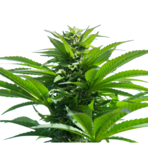 Gluerangutan Weed Strain