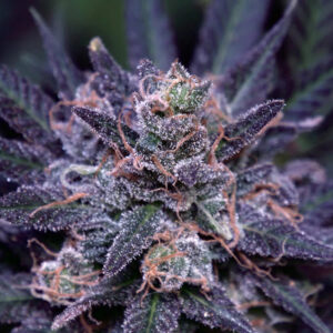 Aurora Indica weed strain premium indica buds