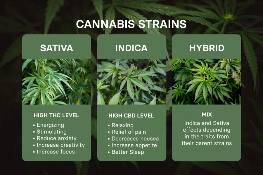 Indica vs Sativa: What’s the Difference Between Cannabis Strains