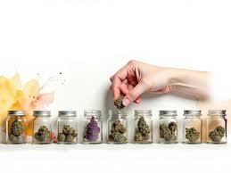 best beginner cannabis strains list