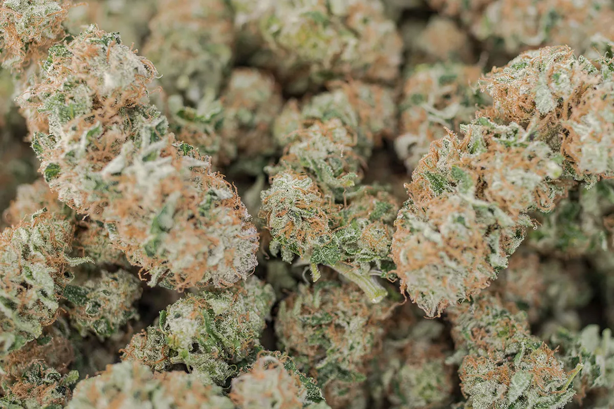 Where can I buy cannabis in Saudi Arabia | safe delivery